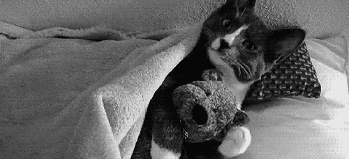 Small to medium-sized cats, Stuffed toy, Felidae, Whiskers, Carnivore, Cat, Snout, Grey, Terrestrial animal, Monochrome photography, 