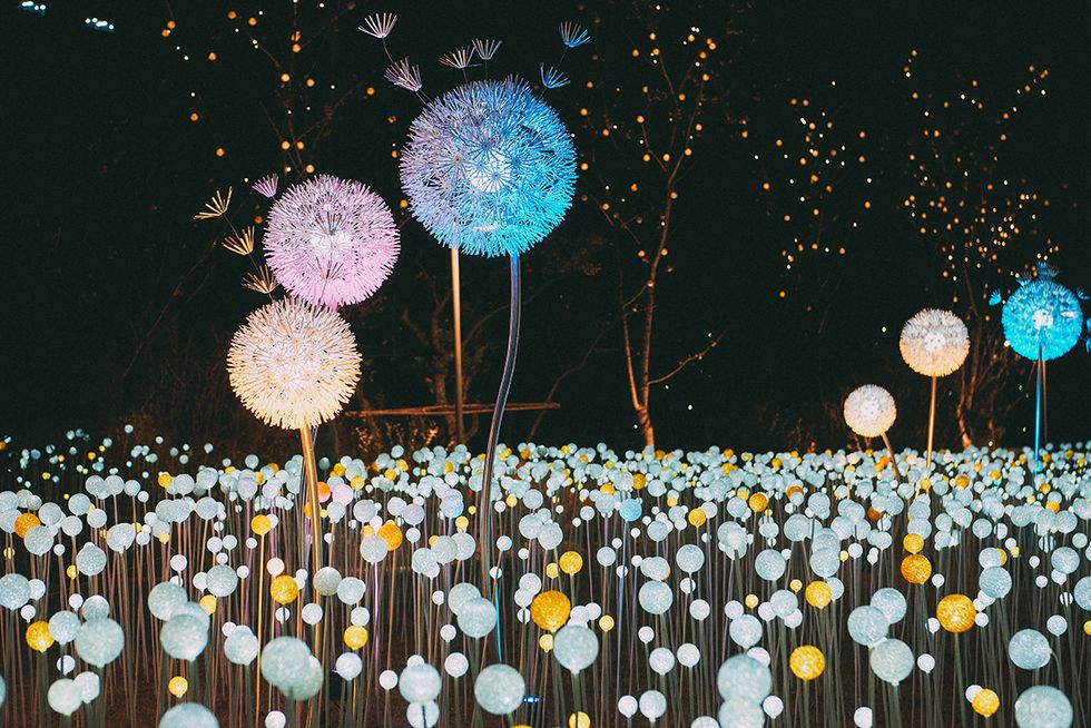 Confetti, Party supply, Balloon, Fête, Event, Wildflower, Plant, Night, World, Crowd, 