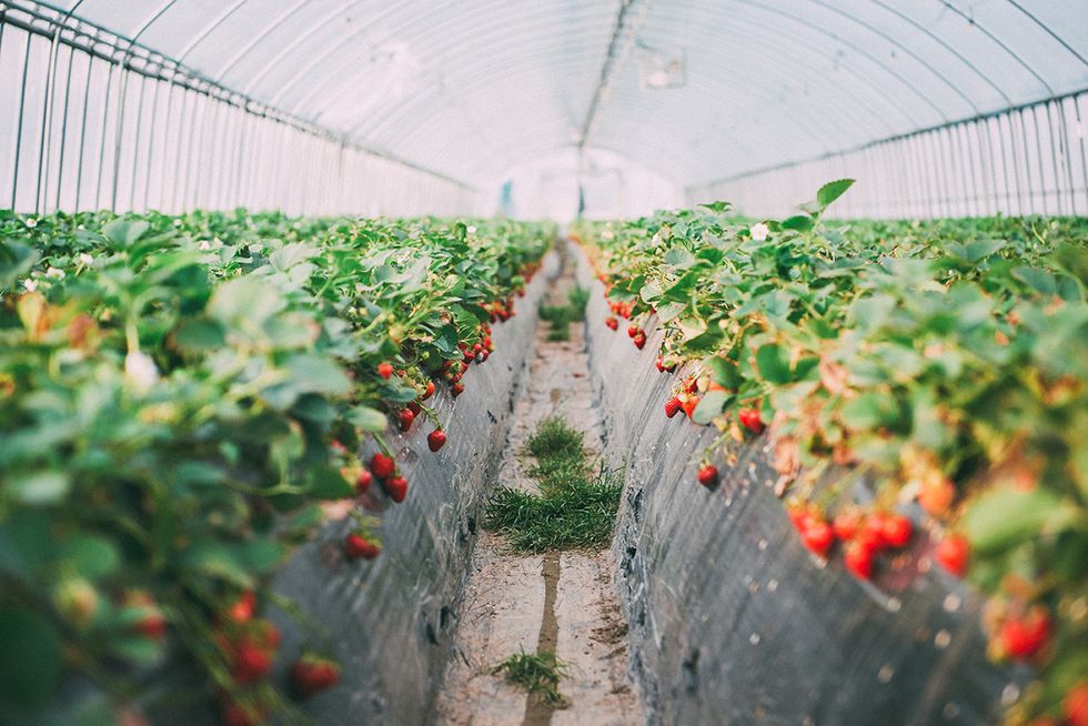 Greenhouse, Plant, Farm, Flower, Tomato, Strawberries, Outdoor structure, Cherry Tomatoes, Crop, 