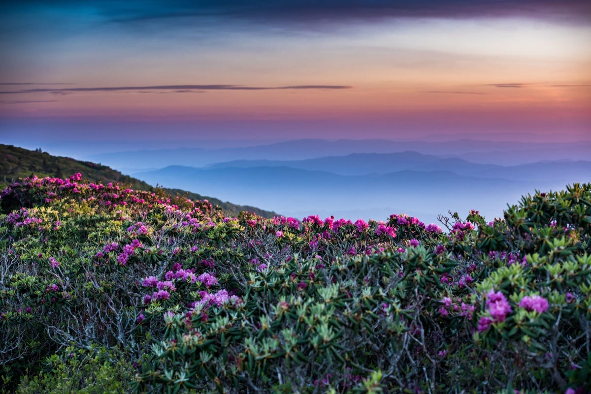 Maak een trektocht over de Blue Ridge Parkway in North Carolina voor een spectaculair schouwspel van roze en paarse rododendrons van de soort Catawbiense Ontdek negen andere fleurige bestemmingen met de mooiste bloemen