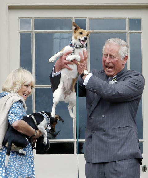 20 photos of King Charles with his dogs