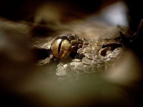 Deze closeup toont het waakzame oog van een Gabonadder de grootste adder van Afrika De zeer giftige slang kan twee meter lang en ruim 20 kilo zwaar worden Van alle gifslangen op aarde heeft hij de langste tanden die 5 centimeter kunnen worden
