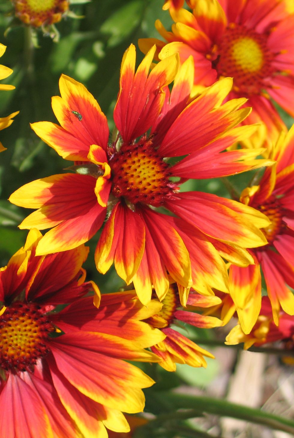 red and yellow blanket flowers