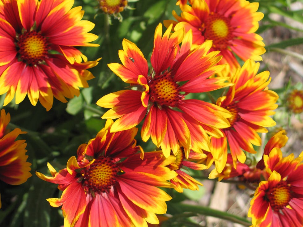 red and yellow gaillardia aristata blanket flowers