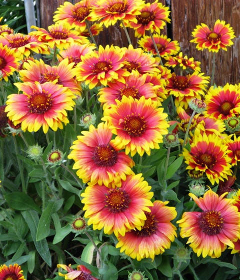 25 Colorful Types Of Daisies - Daisy Varieties For Your Garden