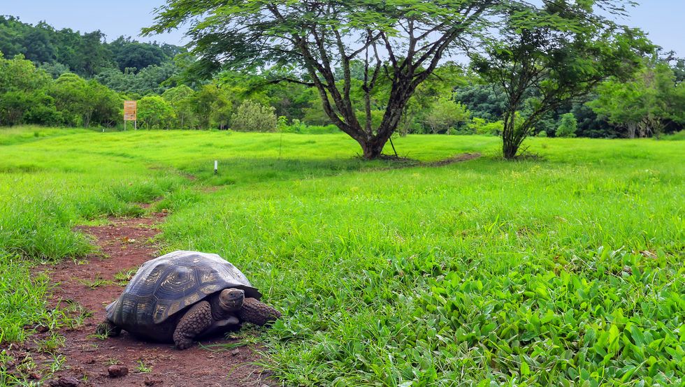 galapagos giant tortoise on santa cruz island, galapagos, ecuador