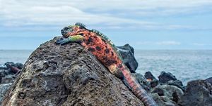 galapagos marine iguana, amblyrhynchus cristatus venustissimus