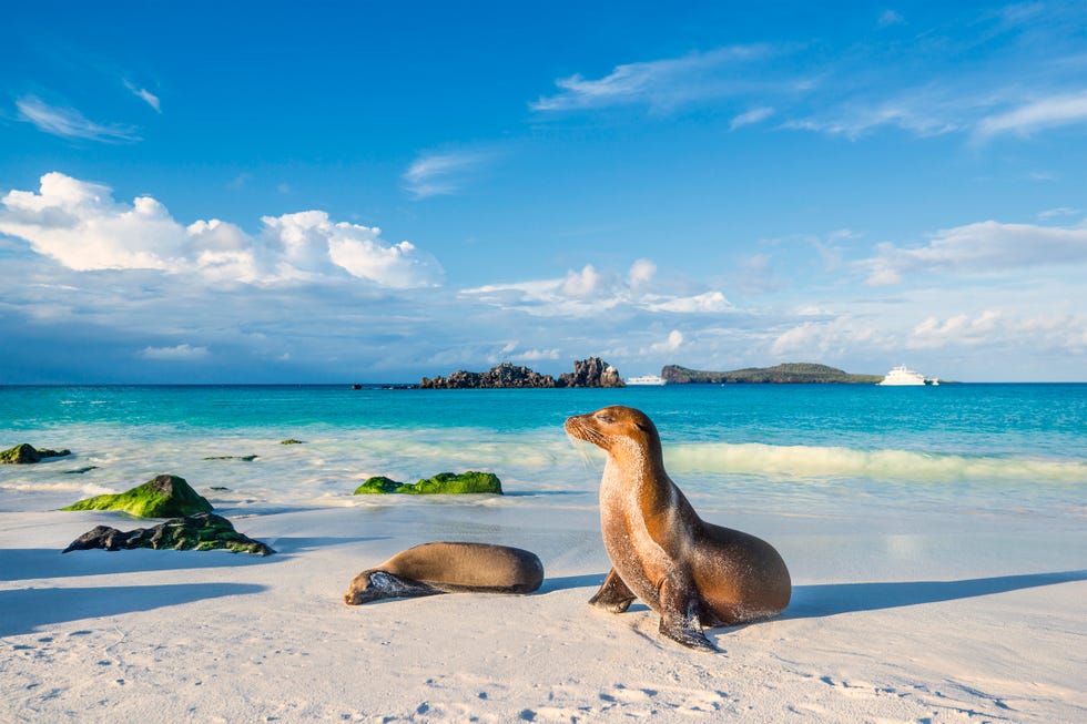 galapagos