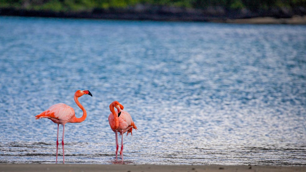 two flamingos standing by the waters edge