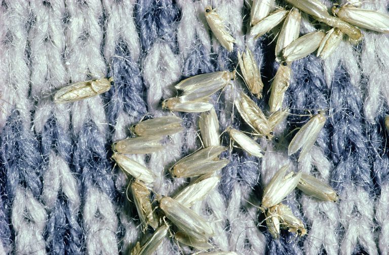 Tips for dealing with clothes and pantry moths in your home - ABC News