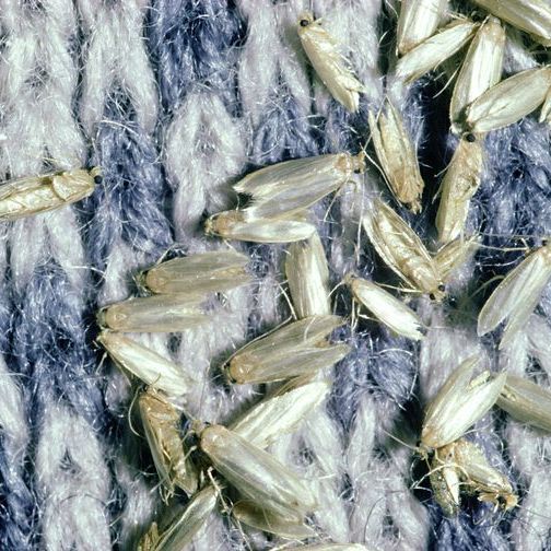 Why has my home been overrun by pantry moths and how do I get rid of them?  An expert explains