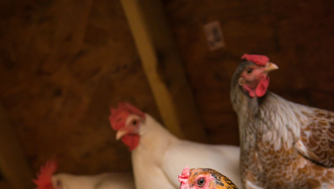 COMO HACER JAULA PARA POLLOS - Como hacer gallinero para gallinas - chicken  coop ideas 