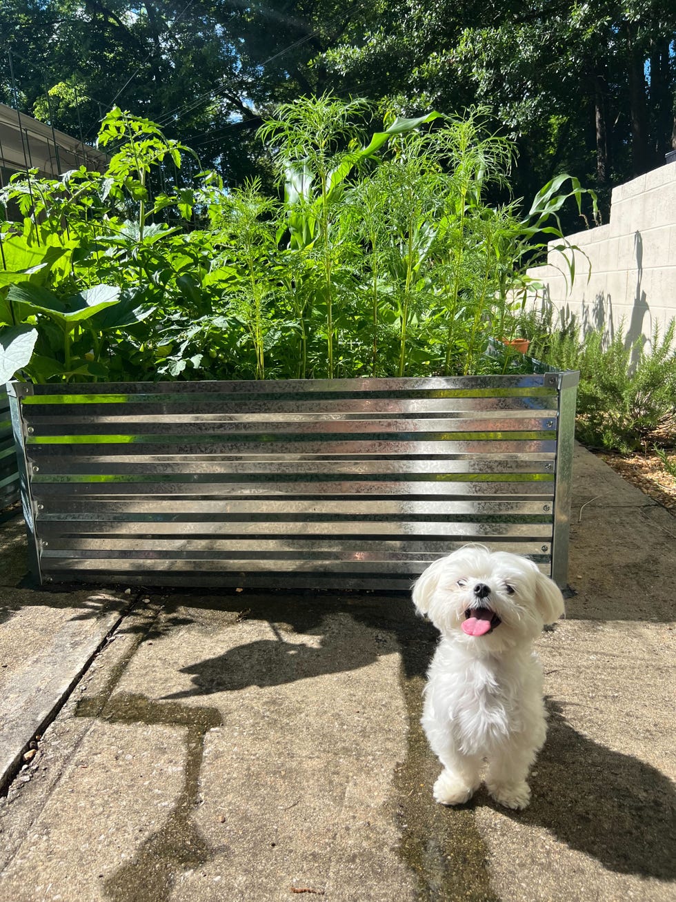 a dog sitting on a patio next to galvanized raised beds