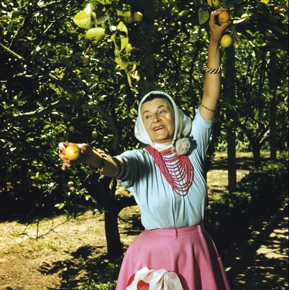 madame walska plucks eureka lemons from her lemon arbor circa 1958