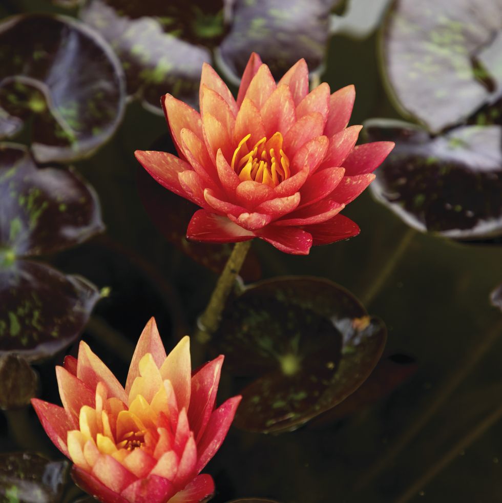the water lily nymphaea wanvisa can be seen in lotusland