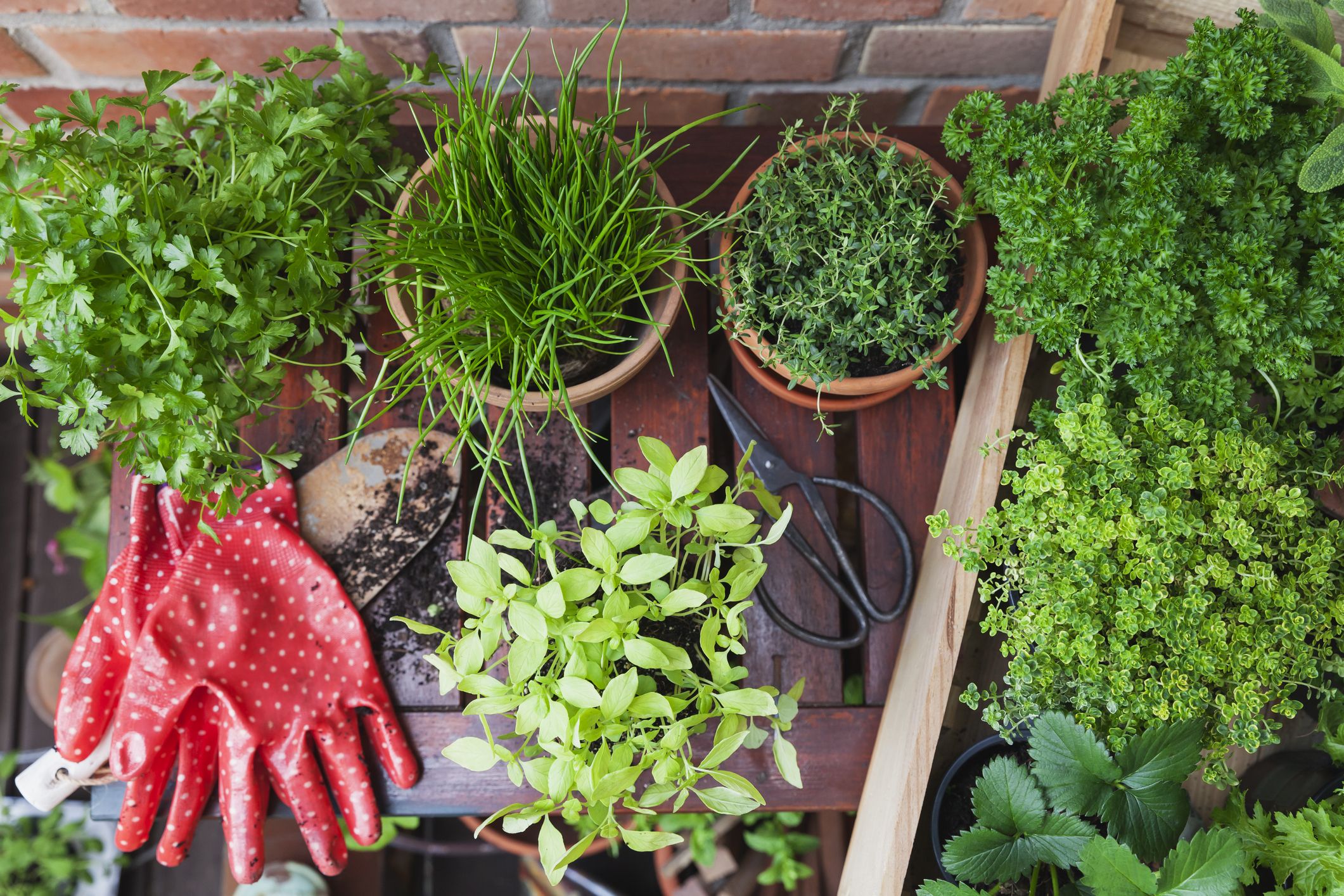 Orto sul balcone fai da te: i nostri consigli! - Donnaflora Garden