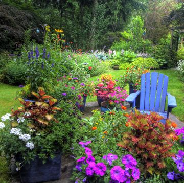 summer flowers garden and path, blue chair, colors of summer