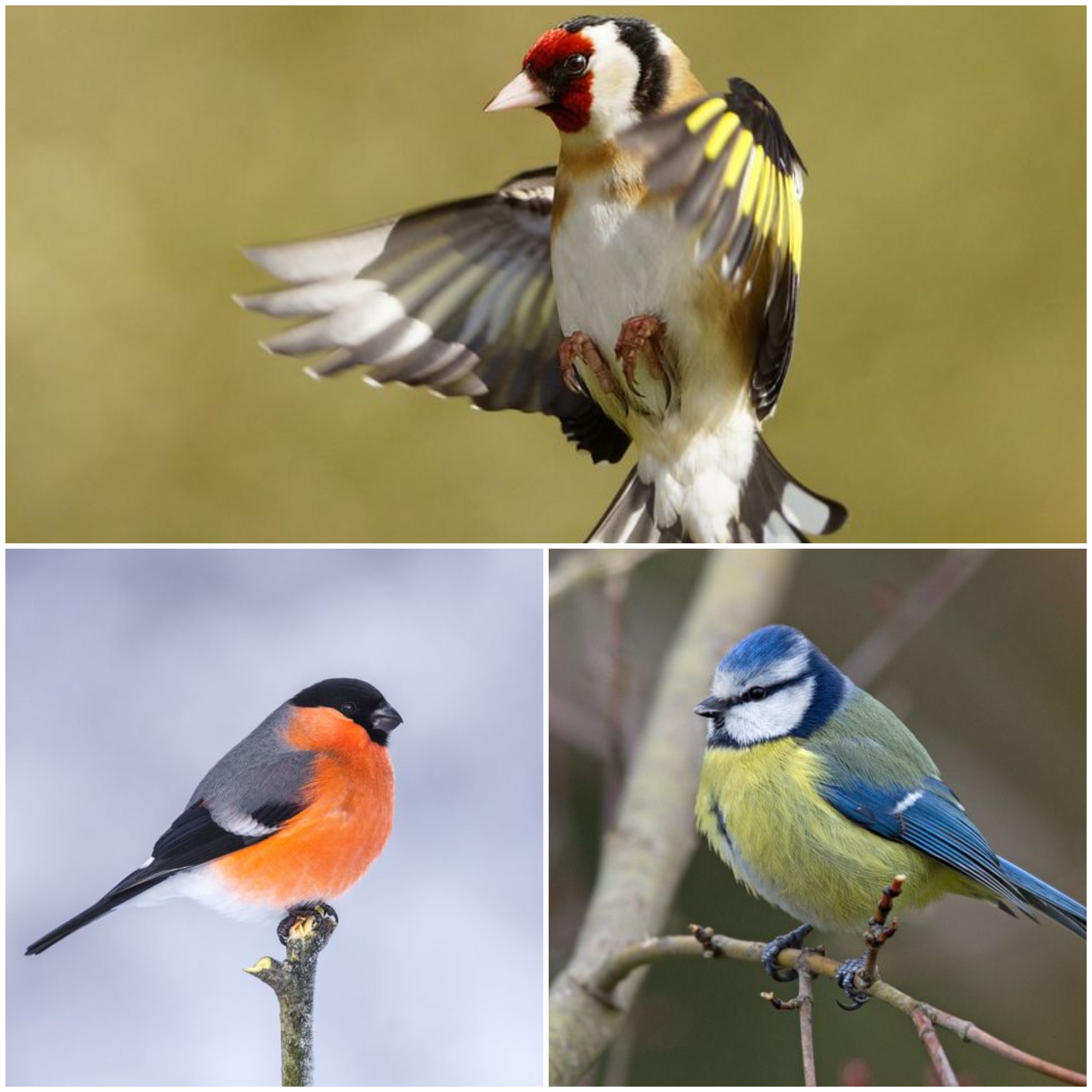 24 British Birds You Can Find In Your Garden This Spring