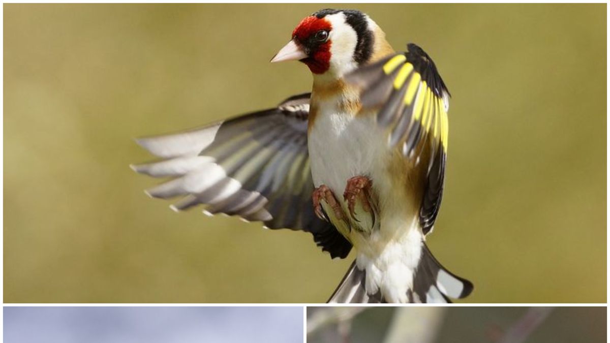 24 British Birds You Can Your Garden Spring