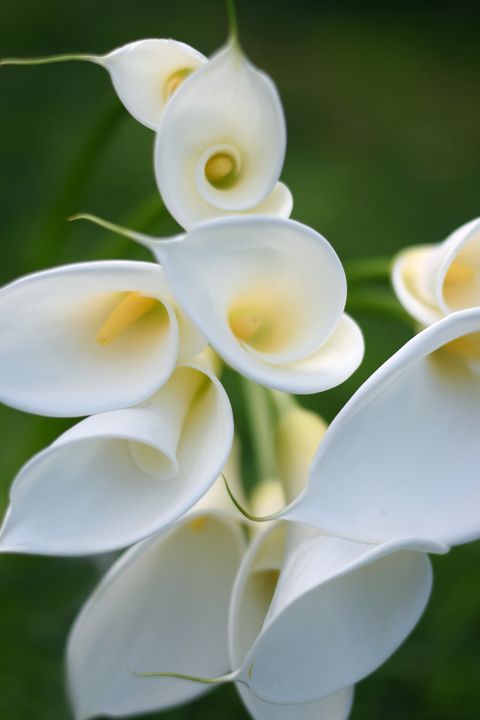 close up of white garden calla lilies in a bunch