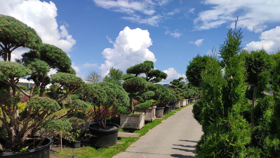 giardini botanici roma