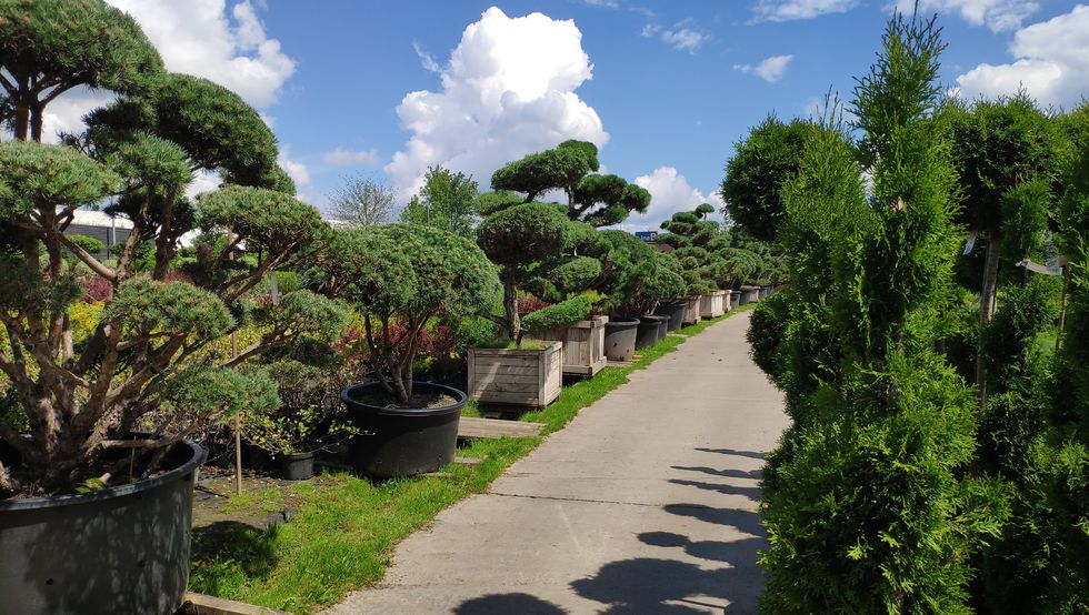giardini botanici roma