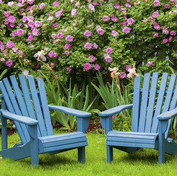 adirondack chairs in a garden with flowers