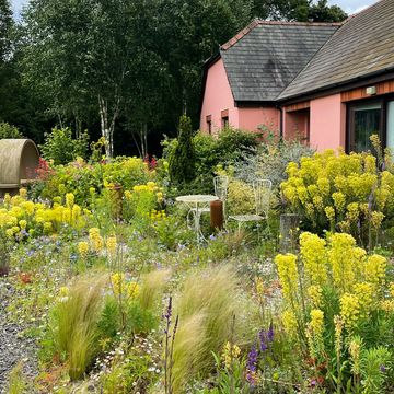 gravel garden and drought tolerant plants in rosy hardy's garden