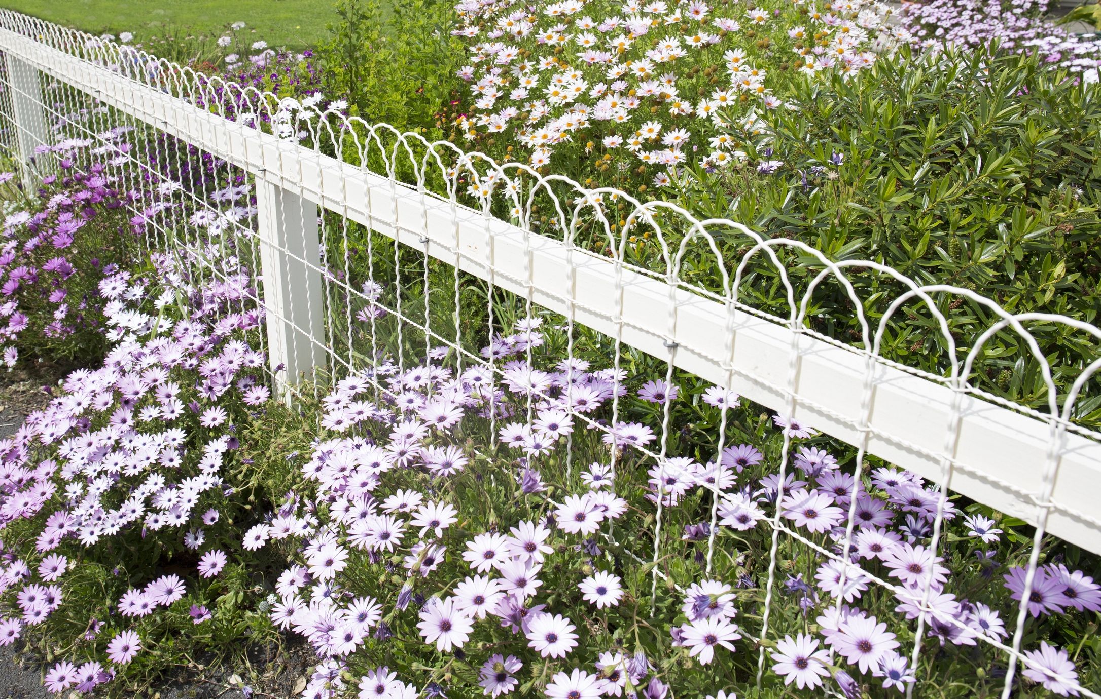 Fencing borders deals for gardens