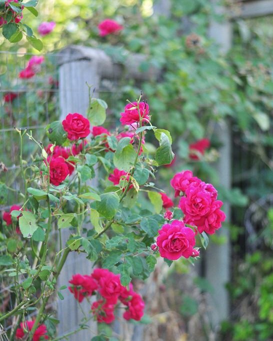 garden fence ideas summer roses mesh wire fence