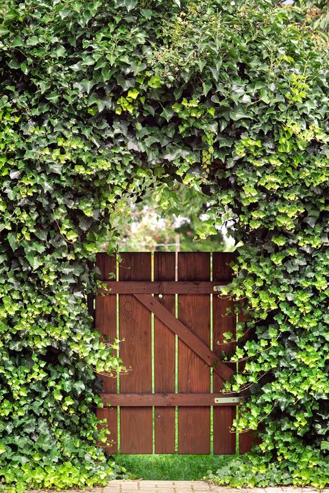 garden gate with ivy arch