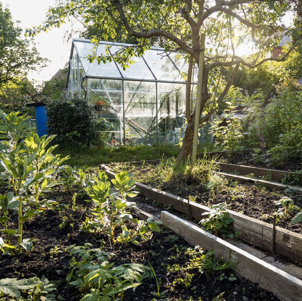 rewild garden and greenhouse