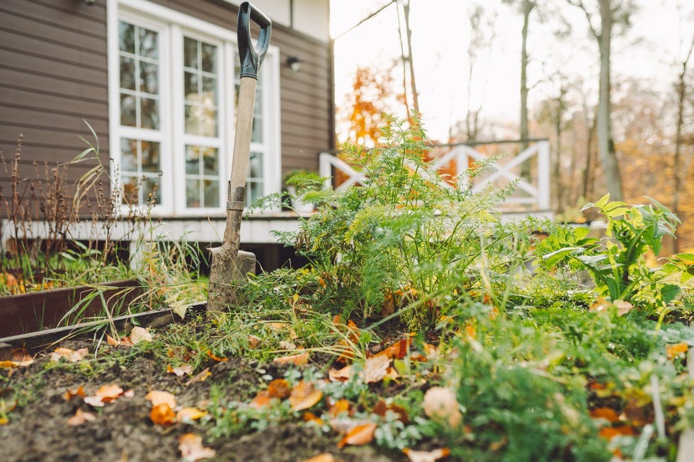 garden harvest and homegrown produce shovel embedded in soil of carrot bed in backyard garden