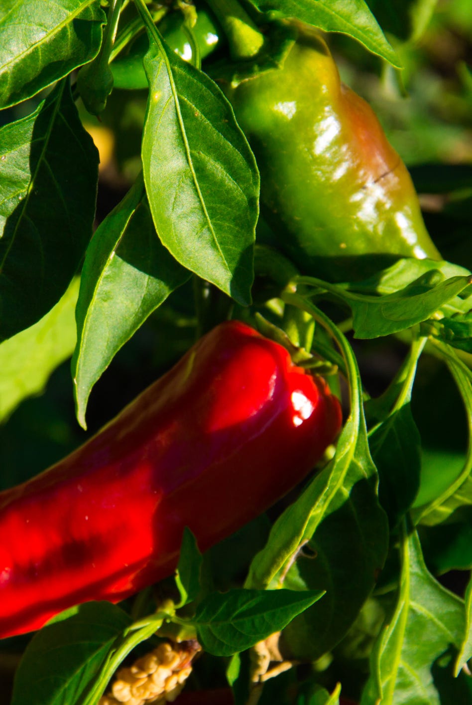 garden ideas, red chili pepper growing in vegetable garden