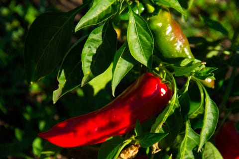 planta de pimientos