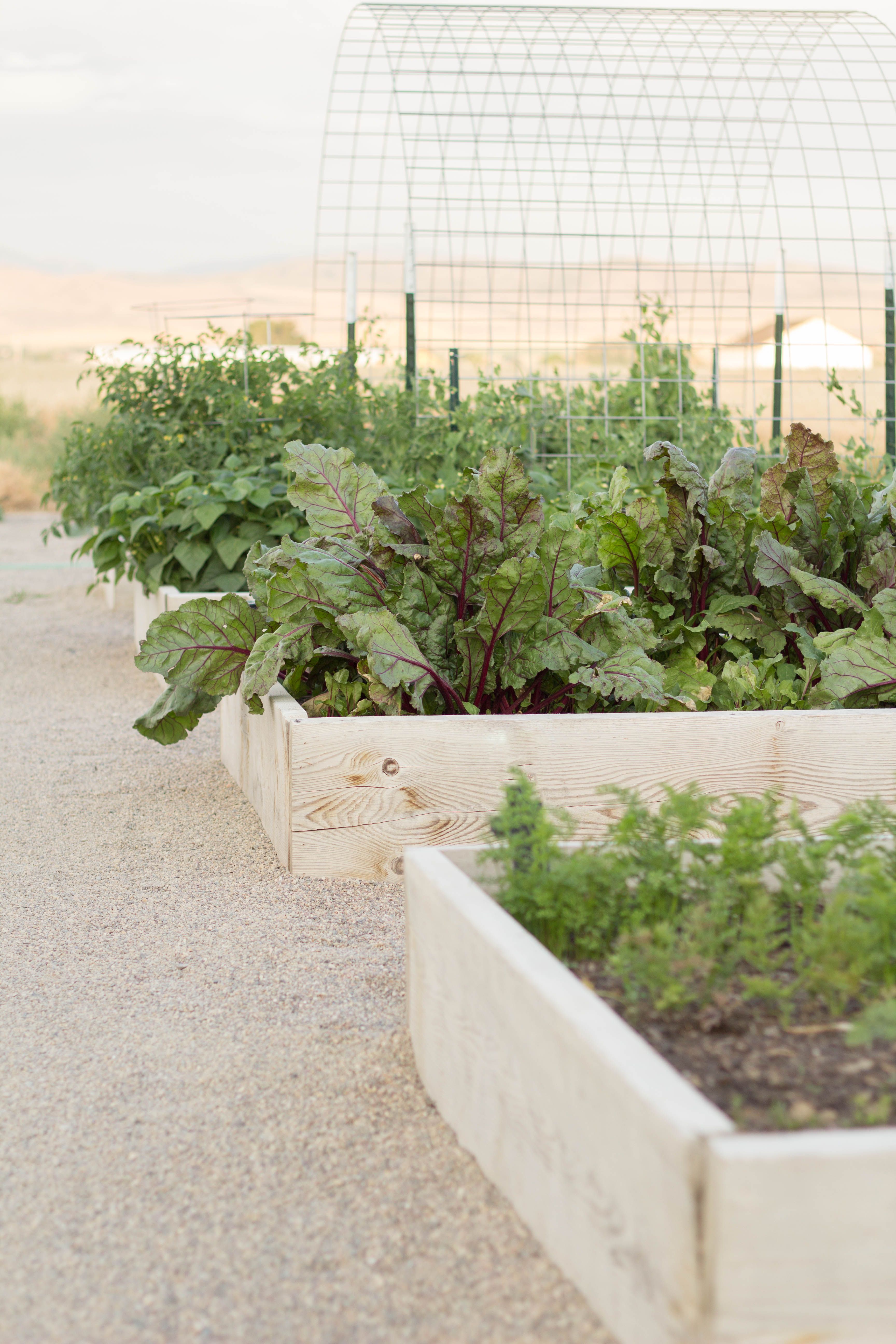 Cheap Fence Ideas: 18 Frugal Ways to Enclose Your Property - Bob Vila