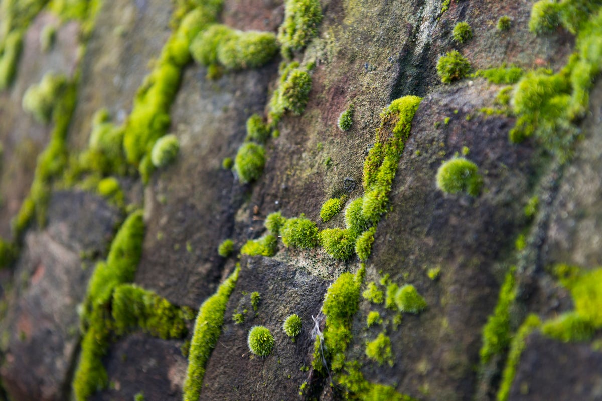 The Most Overlooked Garden Plant? Why We Should Embrace Moss Instead of 'Scrubbing It Away'