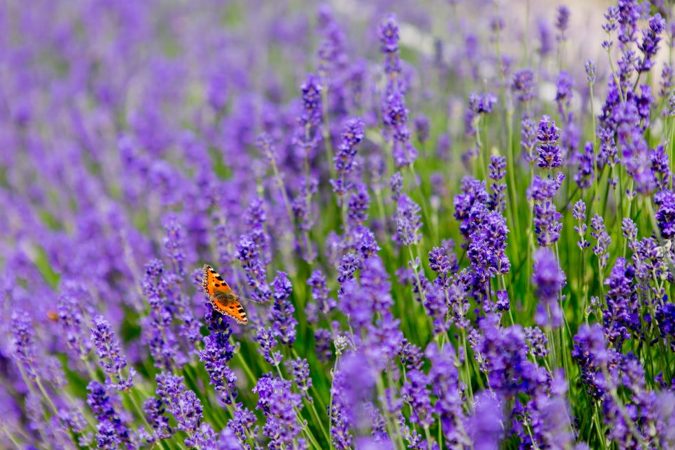 Garden Oasis: 13 Plants To Get You Started