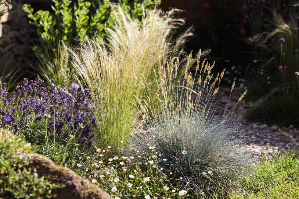 6 Ornamental Grasses To Suit All Gardens