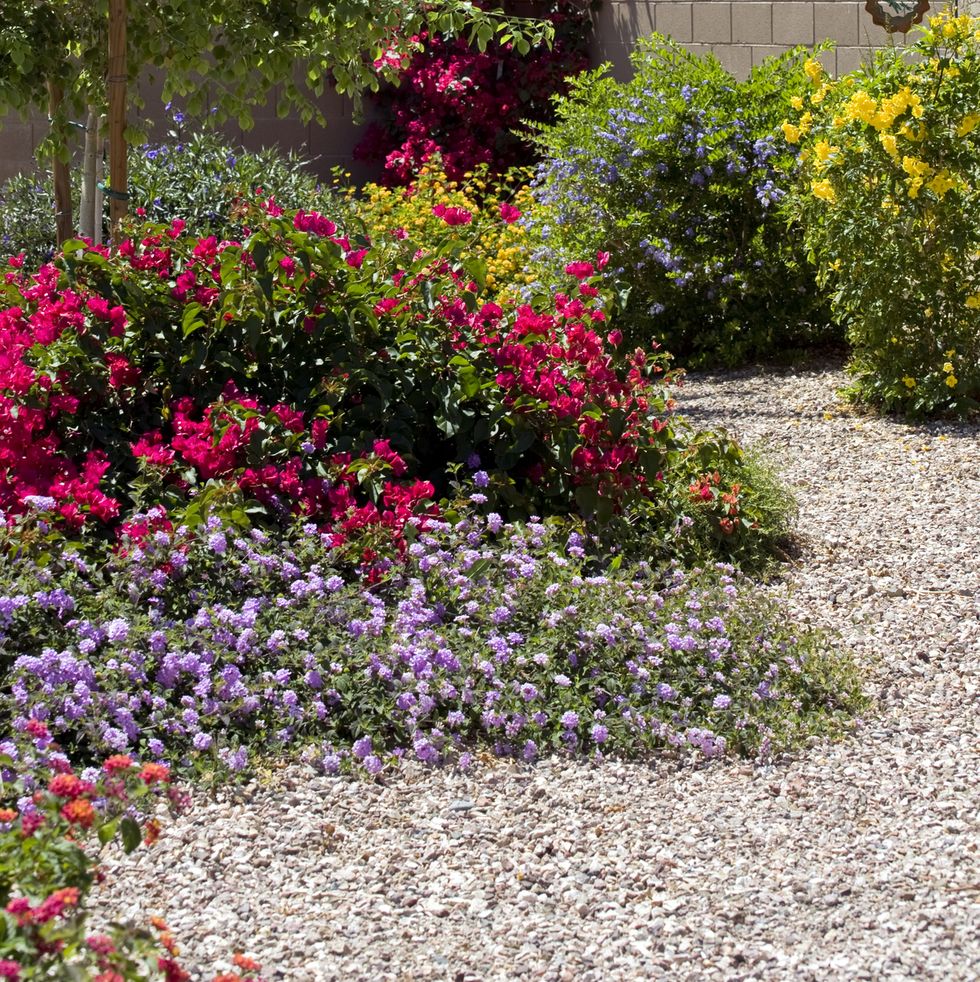 in the desert southwest many homeowners opt for colorful flowering plants and bushes surrounded by rock instead of grass focus in this picture is on the tree