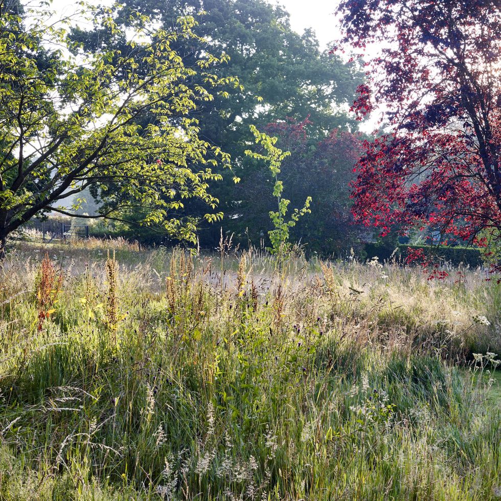 mown grass garden path through a meadow at woodhill manor