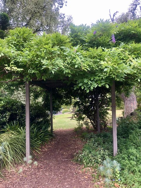 backyard shade ideas grow vines