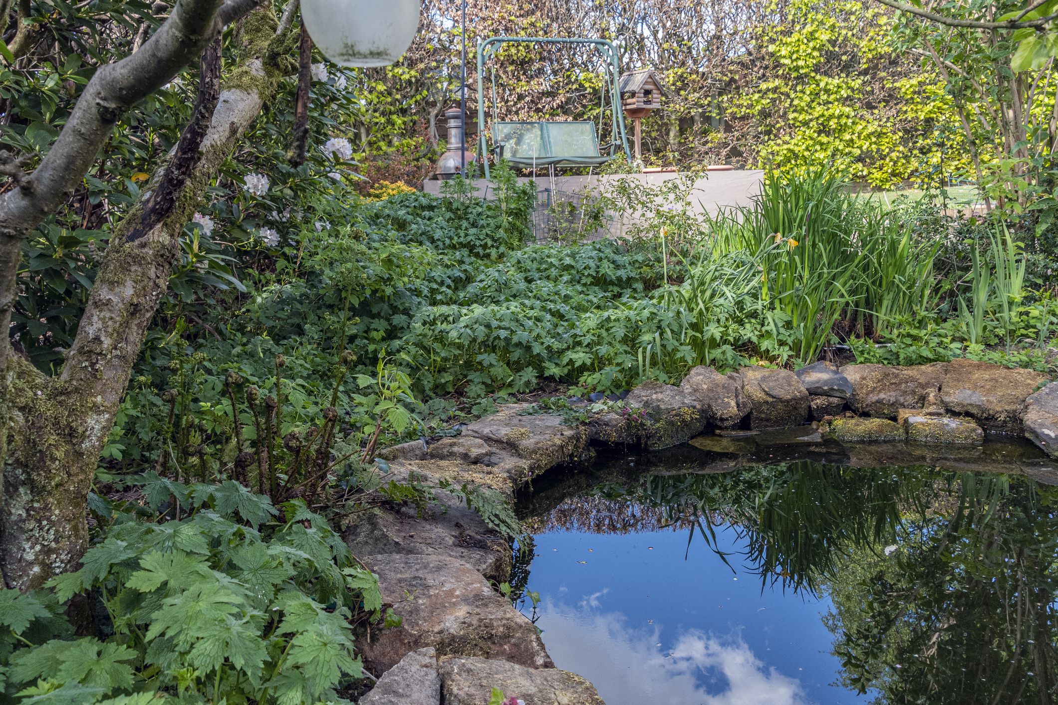 Ponds in Shady Gardens  BBC Gardeners World Magazine