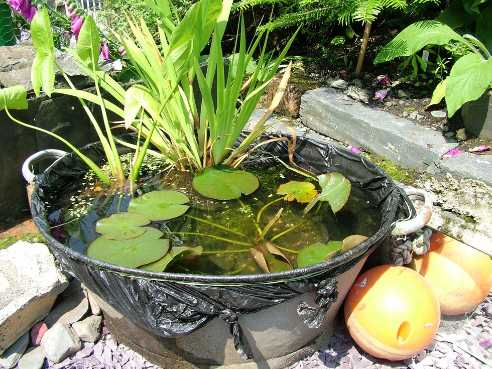 Creating your own garden pond