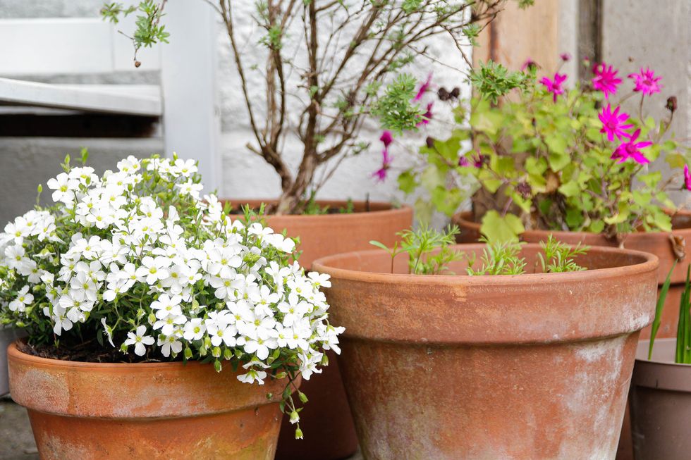 garden pots