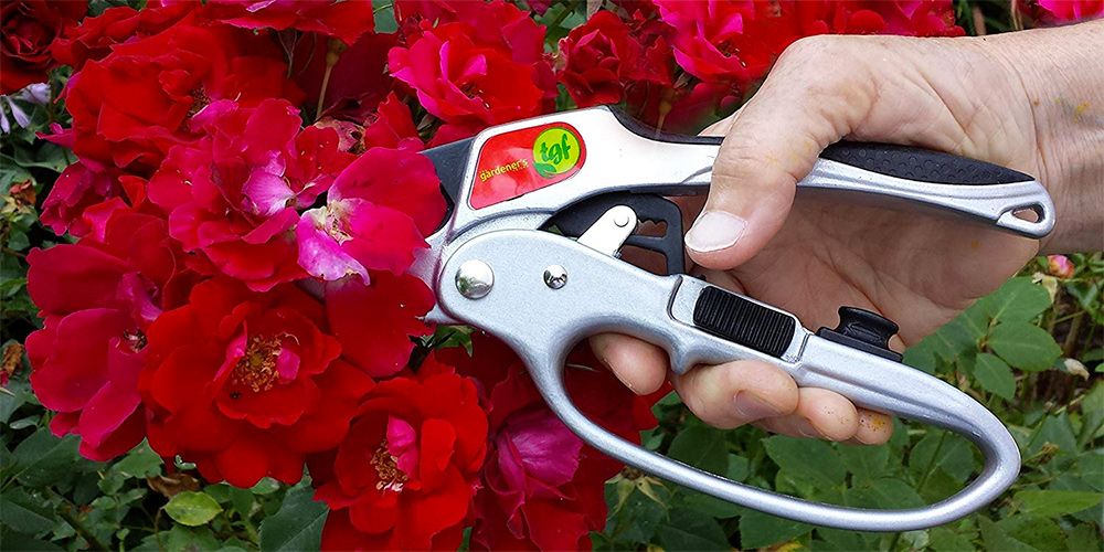 Best shears deals for cutting flowers