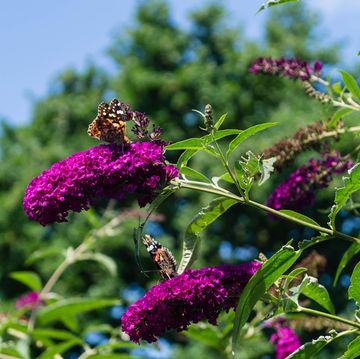 buddleja davidii, the butterfly lilac available in many great colors and gladly visited by butterflies of all kinds