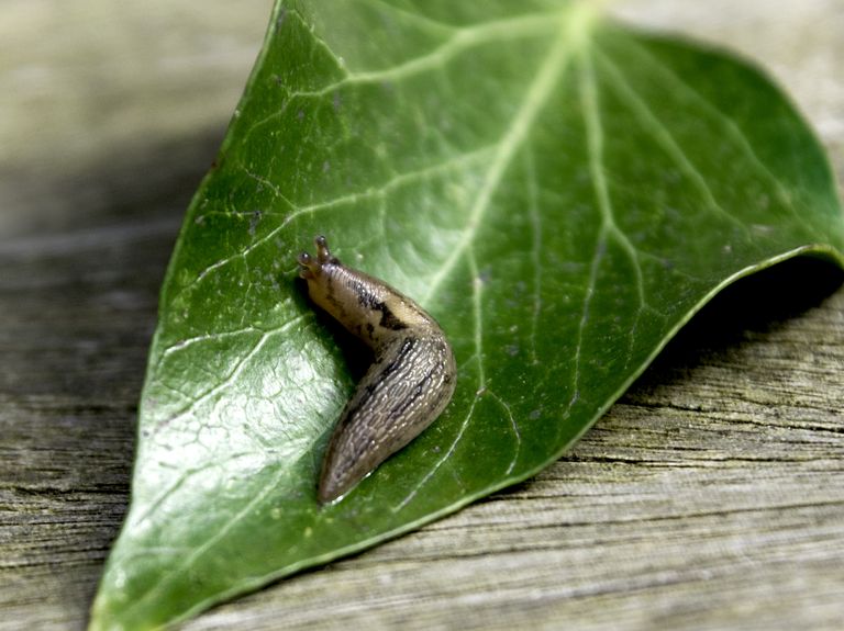 garden slug