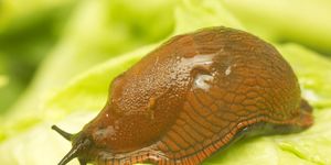 Garden slug, Arion hortensis