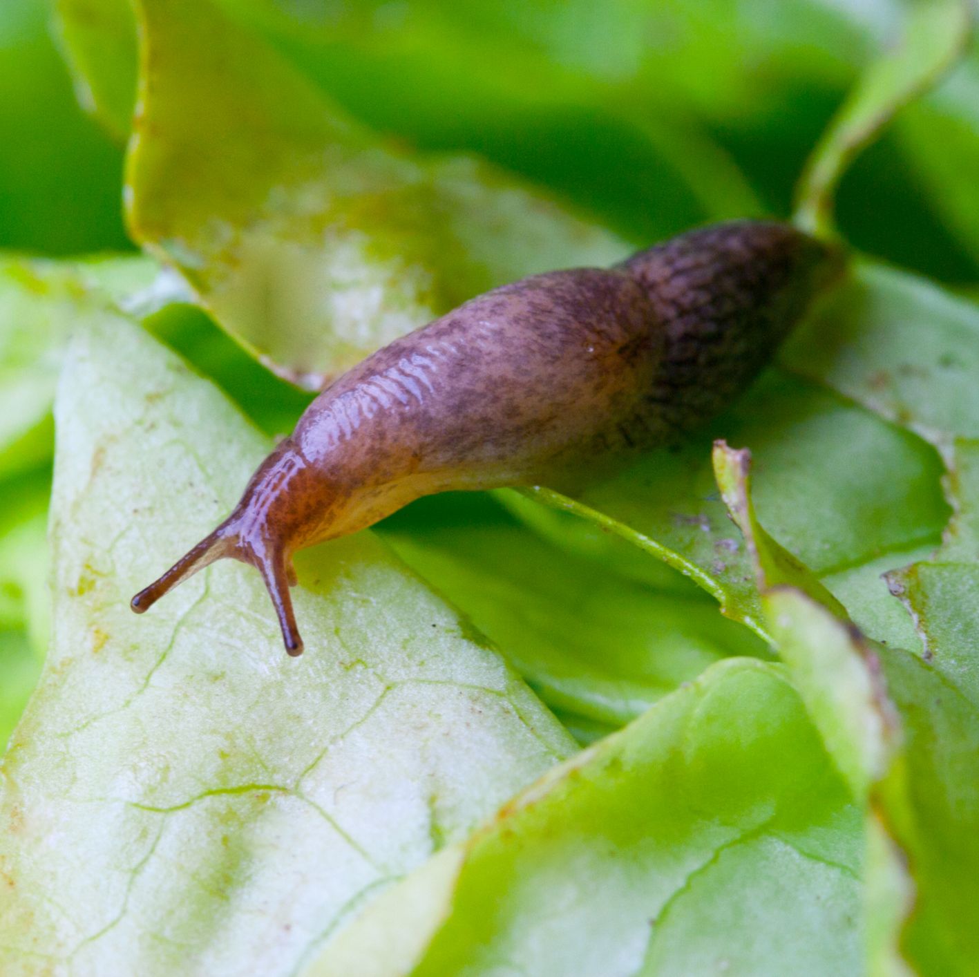 Get involved with the RHS garden slug hunt